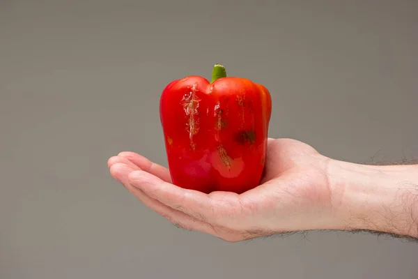 Mano Masculina Caucásica Sosteniendo Mohoso Pimiento Rojo Estropeado Aislado Sobre —  Fotos de Stock