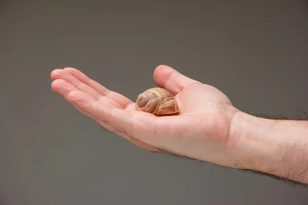 白种人男性的手拿着一个空蜗牛壳 在灰色背景下隔离 — 图库照片