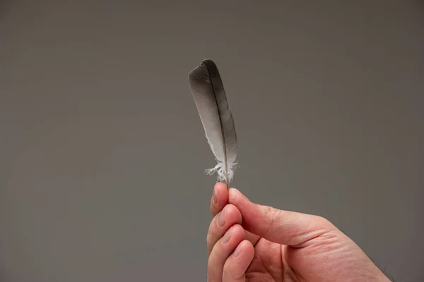 Mão Masculina Caucasiana Segurando Uma Pena Isolada Fundo Cinza — Fotografia de Stock