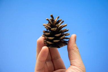 .Beyaz erkek eli, mavi arka planda izole edilmiş kurutulmuş bir kozalak tutuyor..