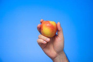 Taze, sarı ve kırmızı elma beyaz bir erkeğin elinde. Mavi arka plan stüdyo çekimlerinde izole edilmiş.