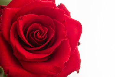 Taze kırmızı çiçek açan makro. Stüdyoyu kapat. Beyaz arka planda izole edilmiş..