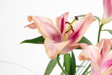 Ölmekte olan pembe Lilium zambağı çiçek açtı. Stüdyoya yakın çekim, beyaz üzerine izole edilmiş..