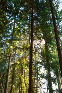 Sunny morning in the forest spring time tall trees.