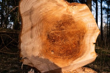Ağaç gövdesi kütüğünü ağaç kesme operasyonunda kesmiş..