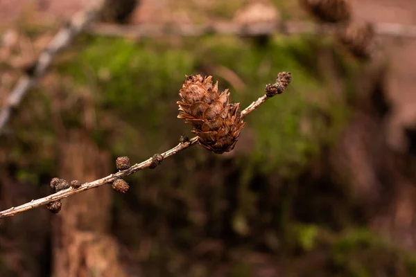 Cone Pinheiro Marrom Seco Galho Uma Floresta Chão Perto Tiro — Fotografia de Stock