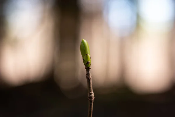 Jovem Broto Primavera Verde Galho Floresta Profundidade Rasa Campo — Fotografia de Stock