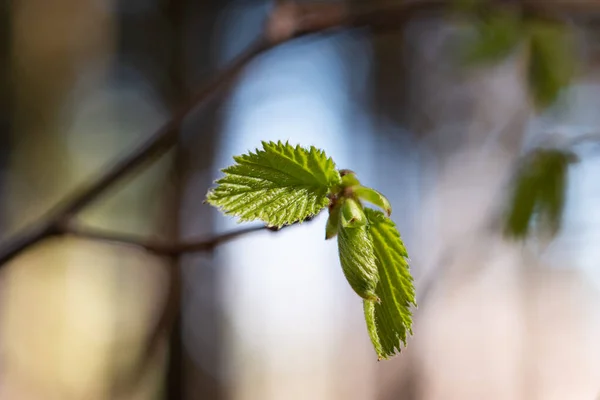 Jovem Broto Primavera Verde Galho Floresta Profundidade Rasa Campo — Fotografia de Stock