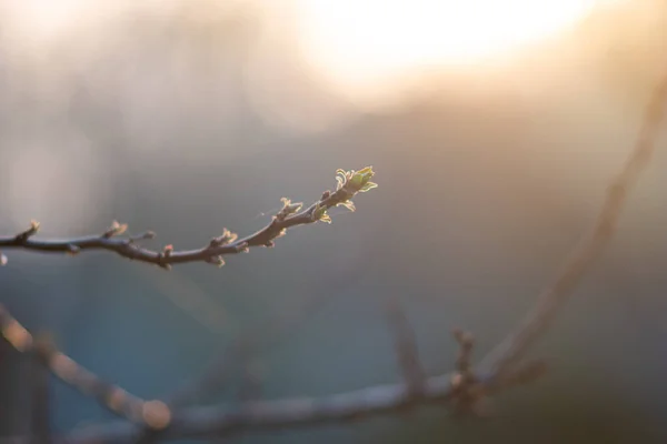 Jovem Broto Primavera Verde Galho Jardim Retroiluminado Por Pôr Sol — Fotografia de Stock