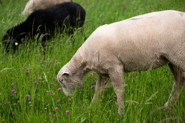 Чорна Вівця Пасе Зелену Траву Маленькому Стаді — стокове фото