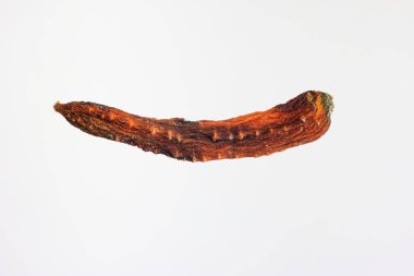 Eski havuç yakın çekim makro stüdyo çekim izole beyaz üzerine.