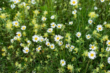 Fresh bright chamomile flowers in a rural field top view sunny day..