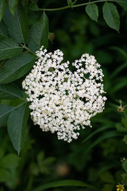 Bloomed Elderflower on wild bush close up shot isolated on green.