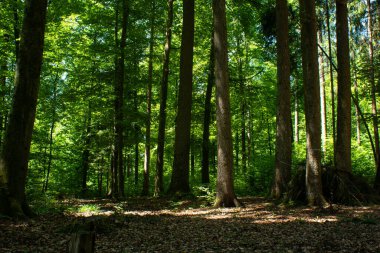 Tall trees in a scenic European forest daytime summer no people.