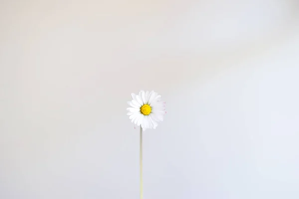 Small White Chamomile Flower Close Macro Shot Isolated White — Stock Photo, Image
