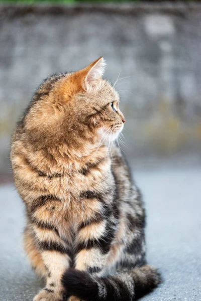 Beautiful Confident Striped Domestic Cat Sitting Its Back Legs Sidewalk — Φωτογραφία Αρχείου