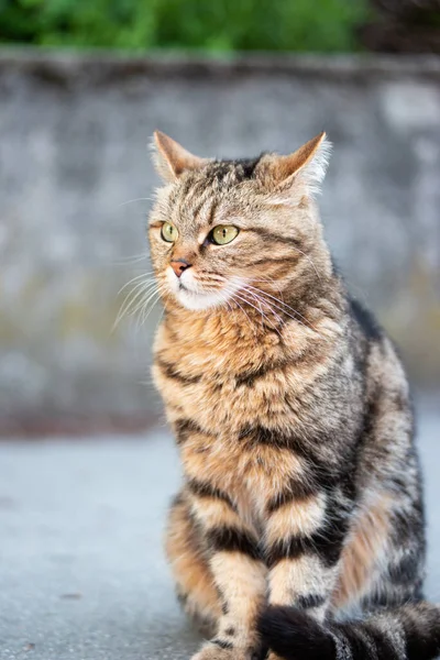 Beautiful Confident Striped Domestic Cat Sitting Its Back Legs Sidewalk — Foto de Stock