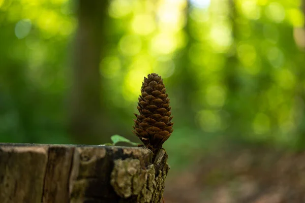 Dry Coniferous Pine Cone Sitting Tree Stump Forest Daytime Shallow — Zdjęcie stockowe