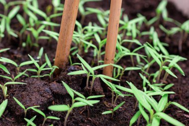 Taze yeşil domates filizleri kapta yetişiyor. Yakın plan çekim..