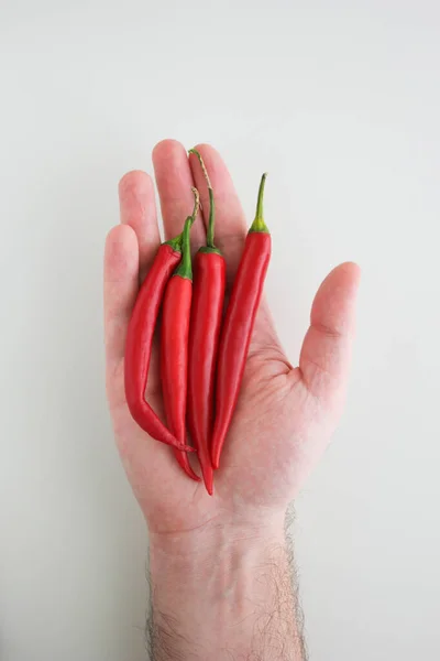 Świeże Czerwone Surowe Papryki Chłodne Trzymane Ręku Przez Białego Mężczyznę — Zdjęcie stockowe