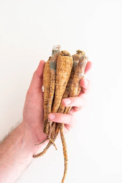 Caucasian Male Hand Holding Bunch Spoiled Rotten Roots Parsley Top — Stock Photo, Image