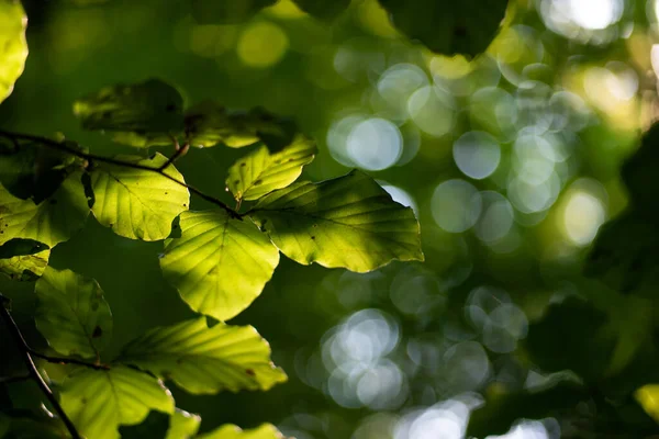 Yeşil Yapraklar Bir Dalda Yakın Çekim Derinliği Güneş Işığı Alçak — Stok fotoğraf