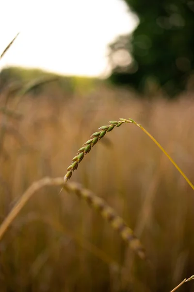 Golden Brown Ripe Wheat Stalk Close Shot Agricultural Field Shallow — Φωτογραφία Αρχείου