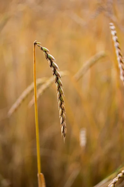 Golden Brown Ripe Wheat Stalk Close Shot Agricultural Field Shallow — Stockfoto