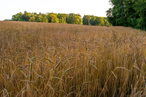 Wheat Field Harvest Close Show Daytime People — Φωτογραφία Αρχείου