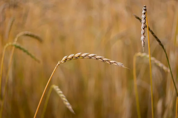 Golden Brown Ripe Wheat Stalk Close Shot Agricultural Field Shallow — Stock fotografie