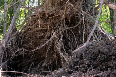 Very large forest tree uprooted after massive storm. Tree stump crater, summer daytime, no people. Europe .