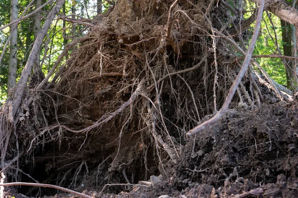 大規模な嵐の後 非常に大きな森の木が根こそぎになった 木の切り株のクレーター 夏の昼間はない人 ヨーロッパ — ストック写真