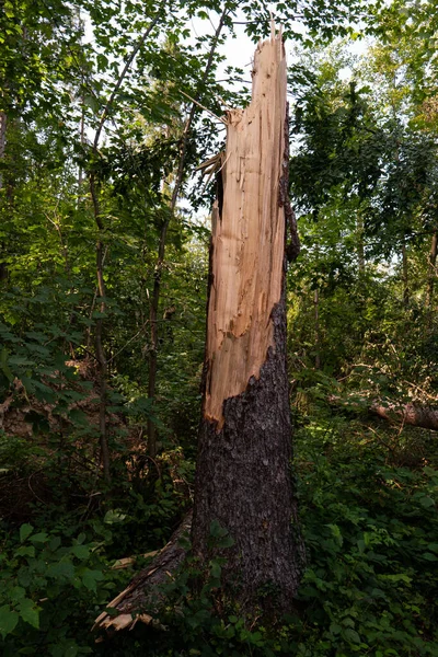Velký Lesní Strom Mohutné Bouři Rozlomil Vejpůl Velké Třísky Letní — Stock fotografie