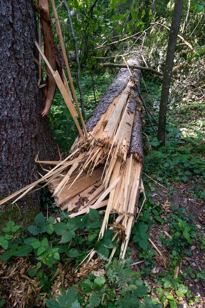 Velký Lesní Strom Mohutné Bouři Rozlomil Vejpůl Velké Třísky Letní — Stock fotografie