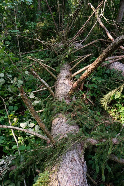 大規模な森の木の半分で大規模な嵐の後にスナップ 大規模なスプリンター 夏の昼 ない人 ヨーロッパ — ストック写真