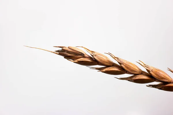 Golden Braun Reifer Weizenstiel Nahaufnahme Makroaufnahme Isoliert Auf Weißem Hintergrund — Stockfoto