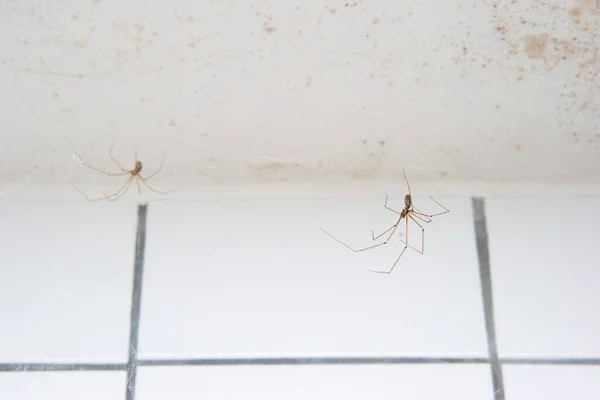 Langbeinige Gemeine Spinnen Machen Netz Badezimmer Des Haushalts Nahaufnahme Keine — Stockfoto