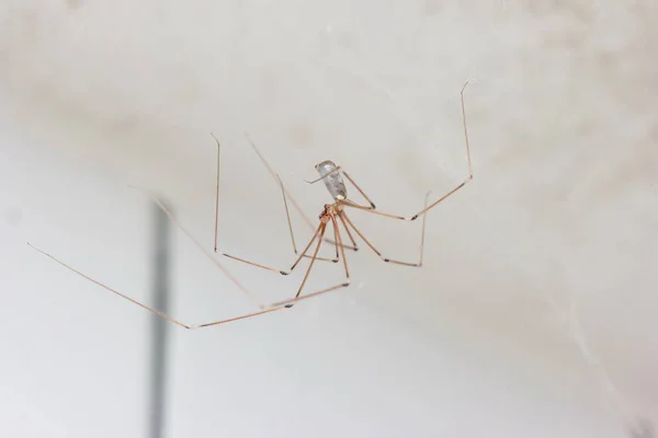 Hosszú Lábú Közönséges Pók Hálókészítés Egy Háztartási Fürdőszobában Közeli Makró — Stock Fotó