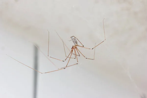 Longue Pattes Araignée Commune Faisant Toile Dans Une Salle Bain — Photo