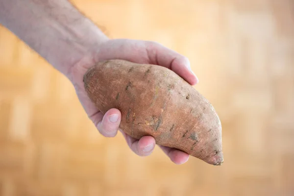 Patata Fresca Marrone Grande Dolce Tenuta Mano Dall Uomo Primo — Foto Stock