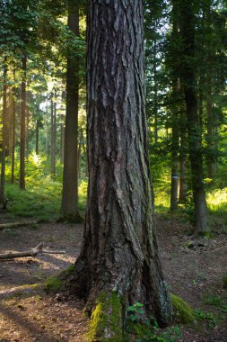 Ormanda kabuğu çok sert olan ağaç kütüğü, yakın çekim, yaz, gündüz, insan yok..