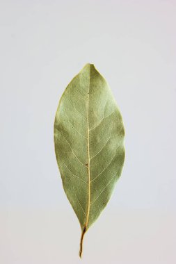 Saha yaprağı beyaz yüzeyde izole edilmiş. Stüdyo çekimlerini kapat, kimse yok..