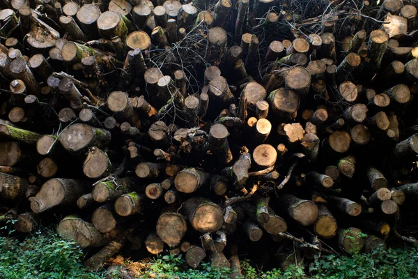 Куча Стволов Деревьев Лесу Лесные Работы Лето День Людей — стоковое фото