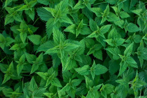 Färsk Grön Nässla Buske Skog Ovanifrån Dagtid Inga Människor — Stockfoto