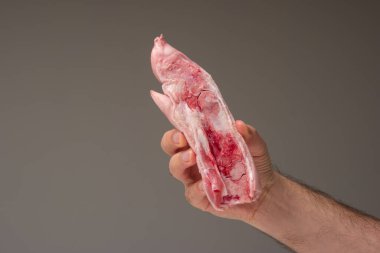 İnsan eliyle tutulan taze çiğ domuz ayağı. Stüdyo çekimini kapat, gri arkaplanda izole edilmiş..