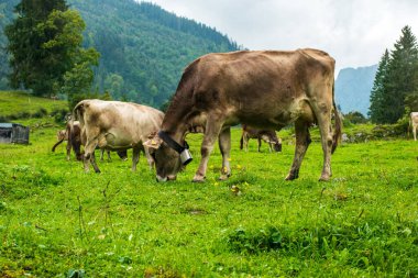 İsviçre Alplerinde yeşil çayırlarda otlayan kahverengi inekler. Yaz, güneşli gün, hiç kimse.