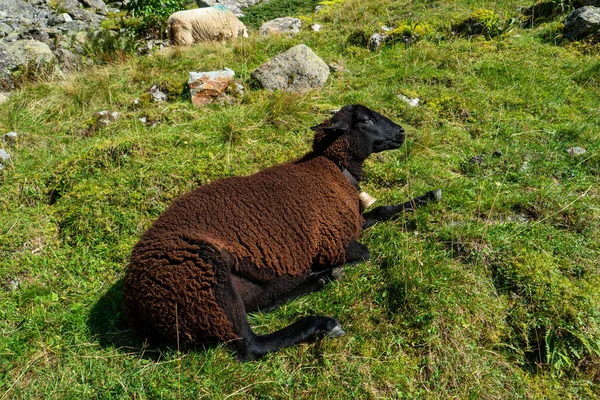 Única Ovelha Negra Sentada Descansando Depois Pastar Nos Alpes Suíços — Fotografia de Stock