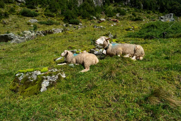 Néhány Érett Fehér Bárány Leül Pihenni Után Legeltetés Svájci Alpokban — Stock Fotó