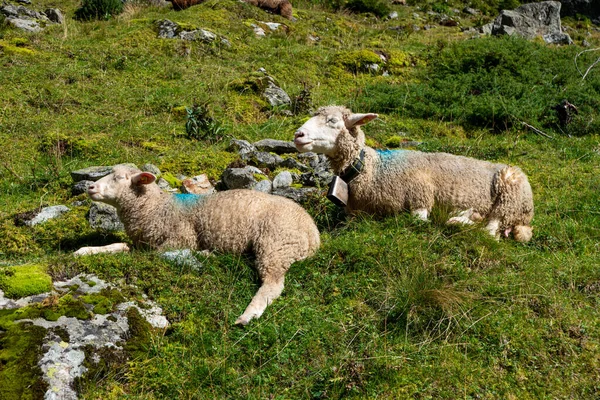 Néhány Érett Fehér Bárány Leül Pihenni Után Legeltetés Svájci Alpokban — Stock Fotó
