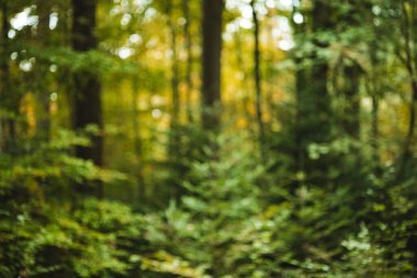 Bulanık ya da bulanık doğa ormanı arka planı ya da duvar kağıdı. Bulanık ağaçlar, yeşil bitki örtüsü, muhteşem gölgeler, bokeh, insan yok.